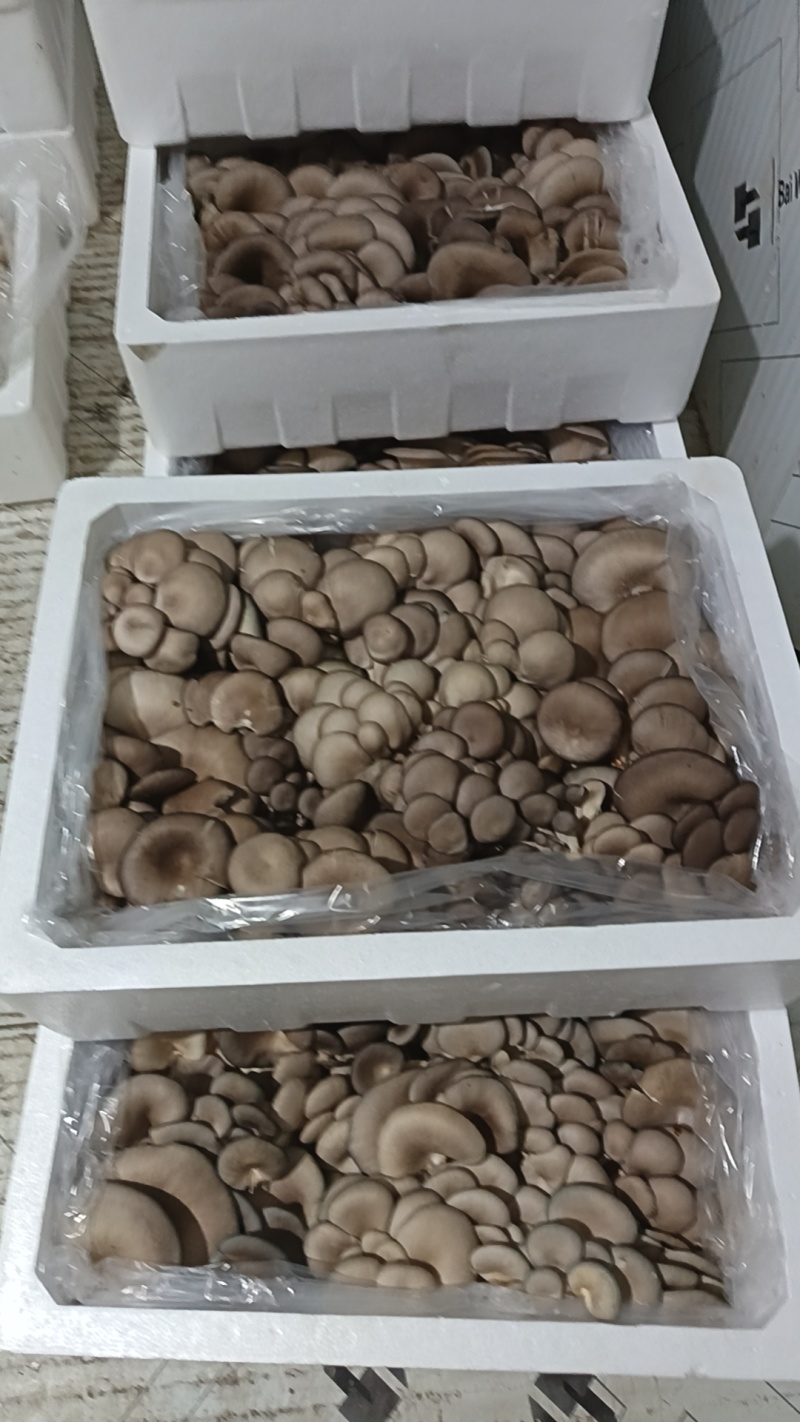 云南平菇