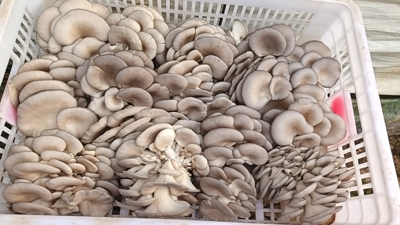 云南平菇