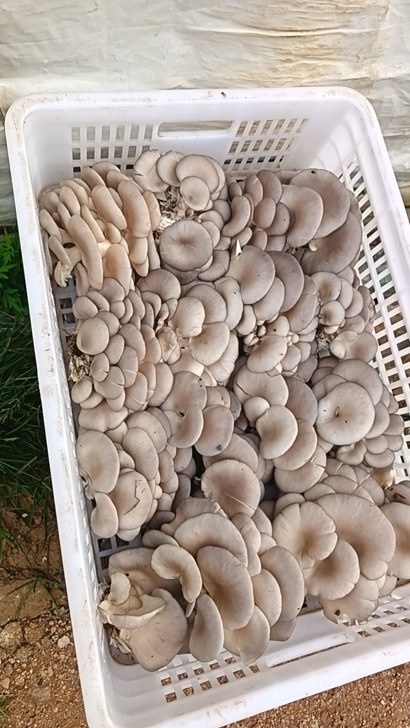云南平菇