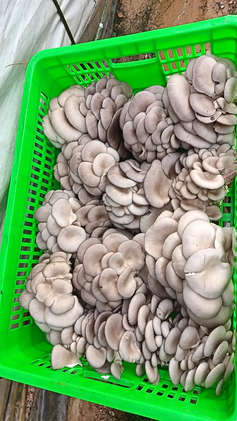 云南平菇