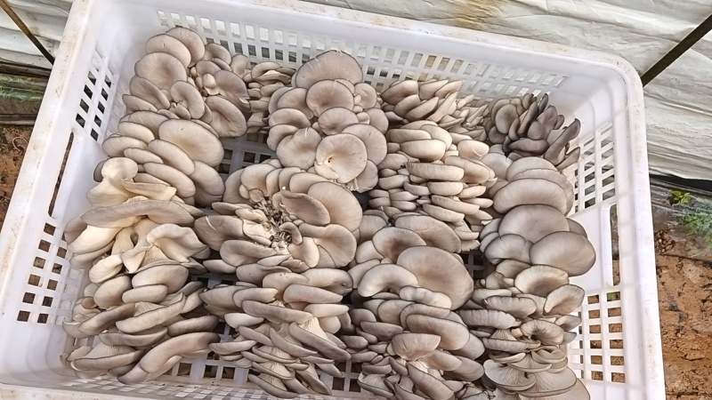 云南平菇