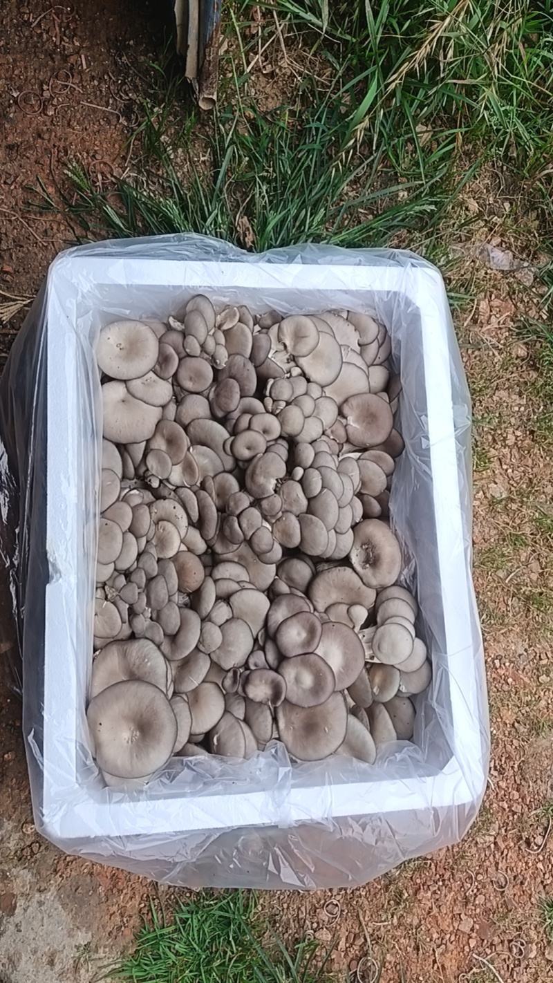 云南平菇