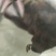 天牛
