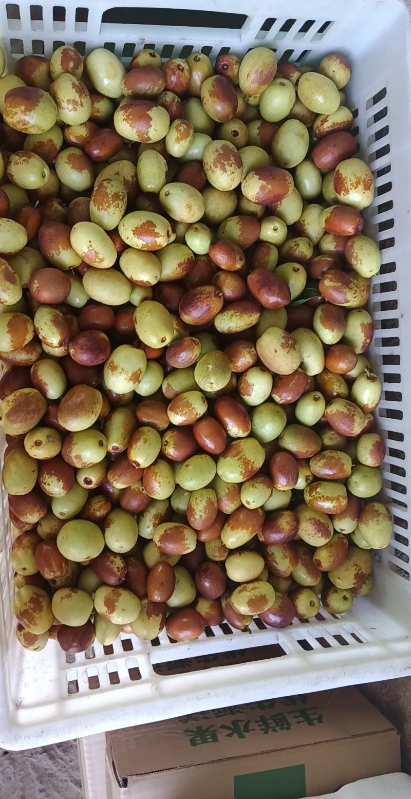 沧州金丝脆枣，好吃可口，