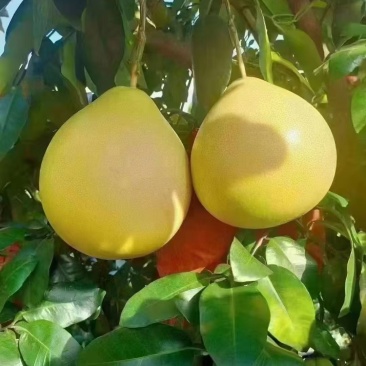 三红蜜柚