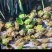 四川黑斑蛙