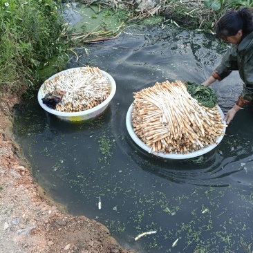 象牙菜，长号，中号，小号