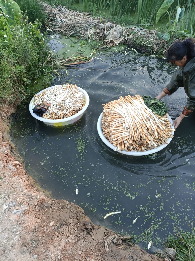 象牙菜，长号，中号，小号