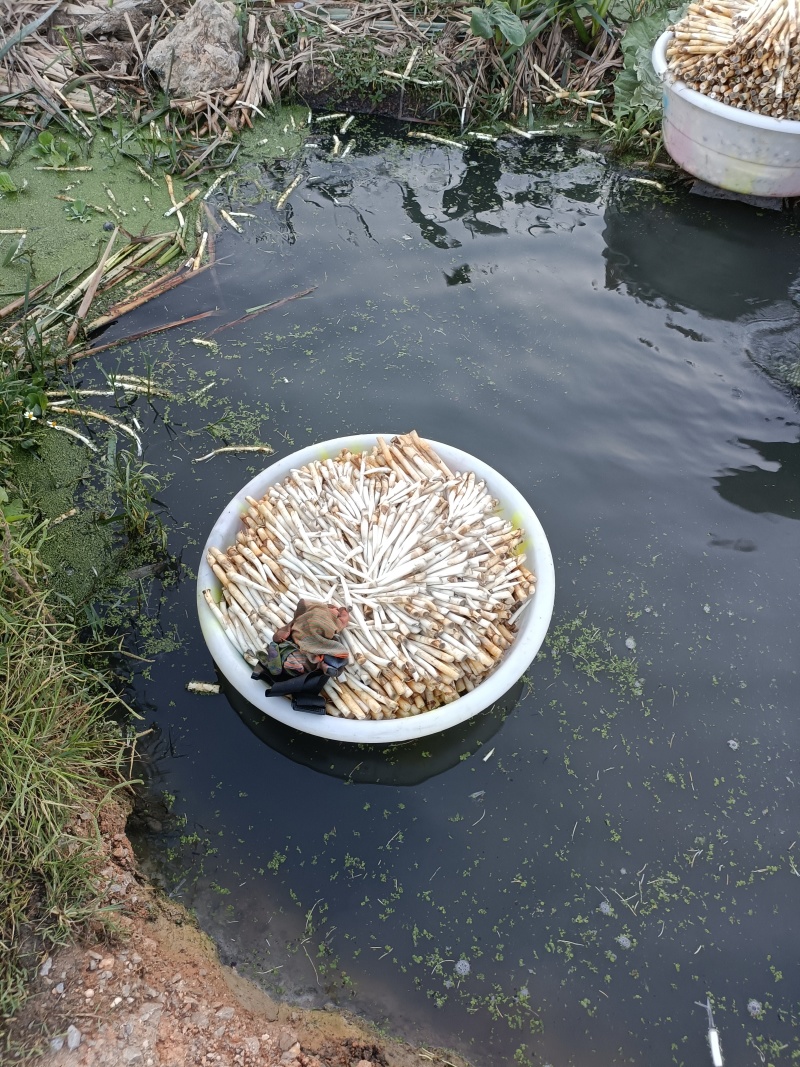 象牙菜，长号，中号，小号