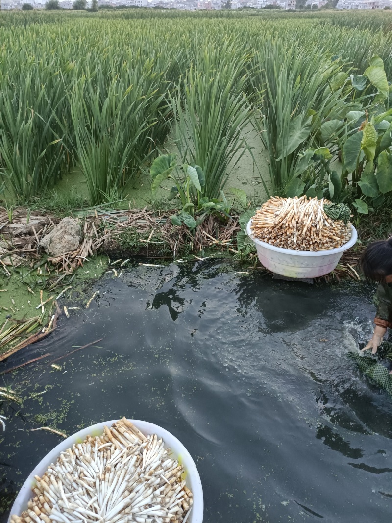 象牙菜，长号，中号，小号