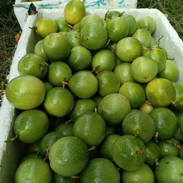 广西百色市那坡县黄金百香果