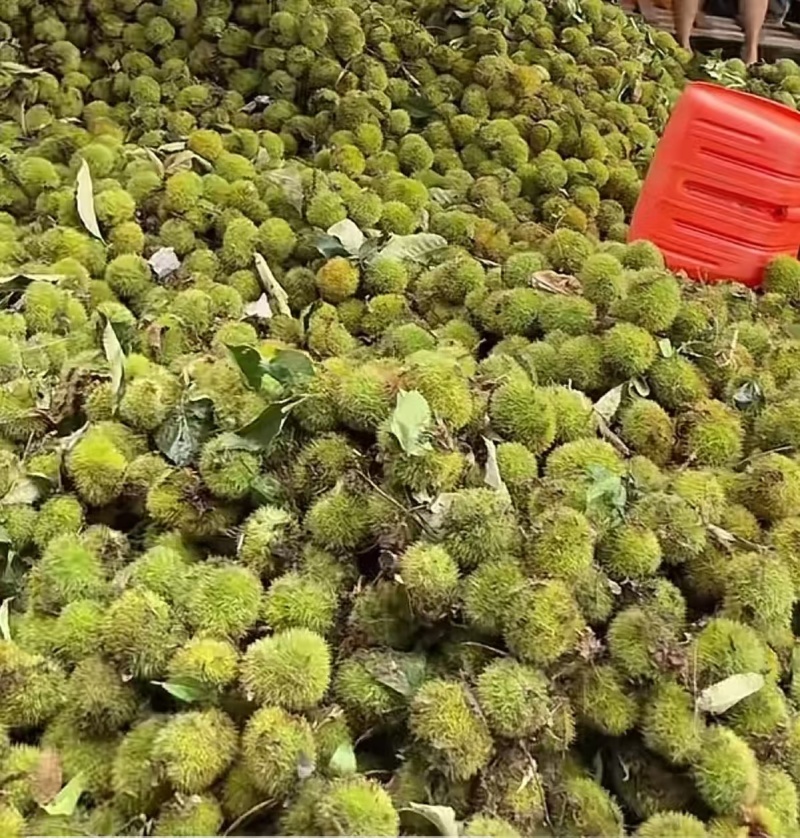 罗田板栗🌰