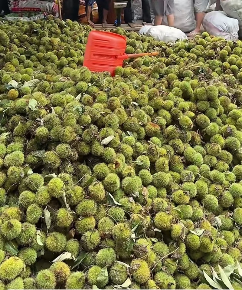 罗田板栗🌰