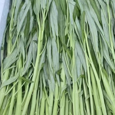 长期供应优质品