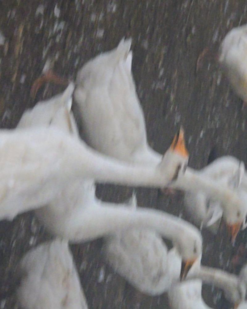 大鹅