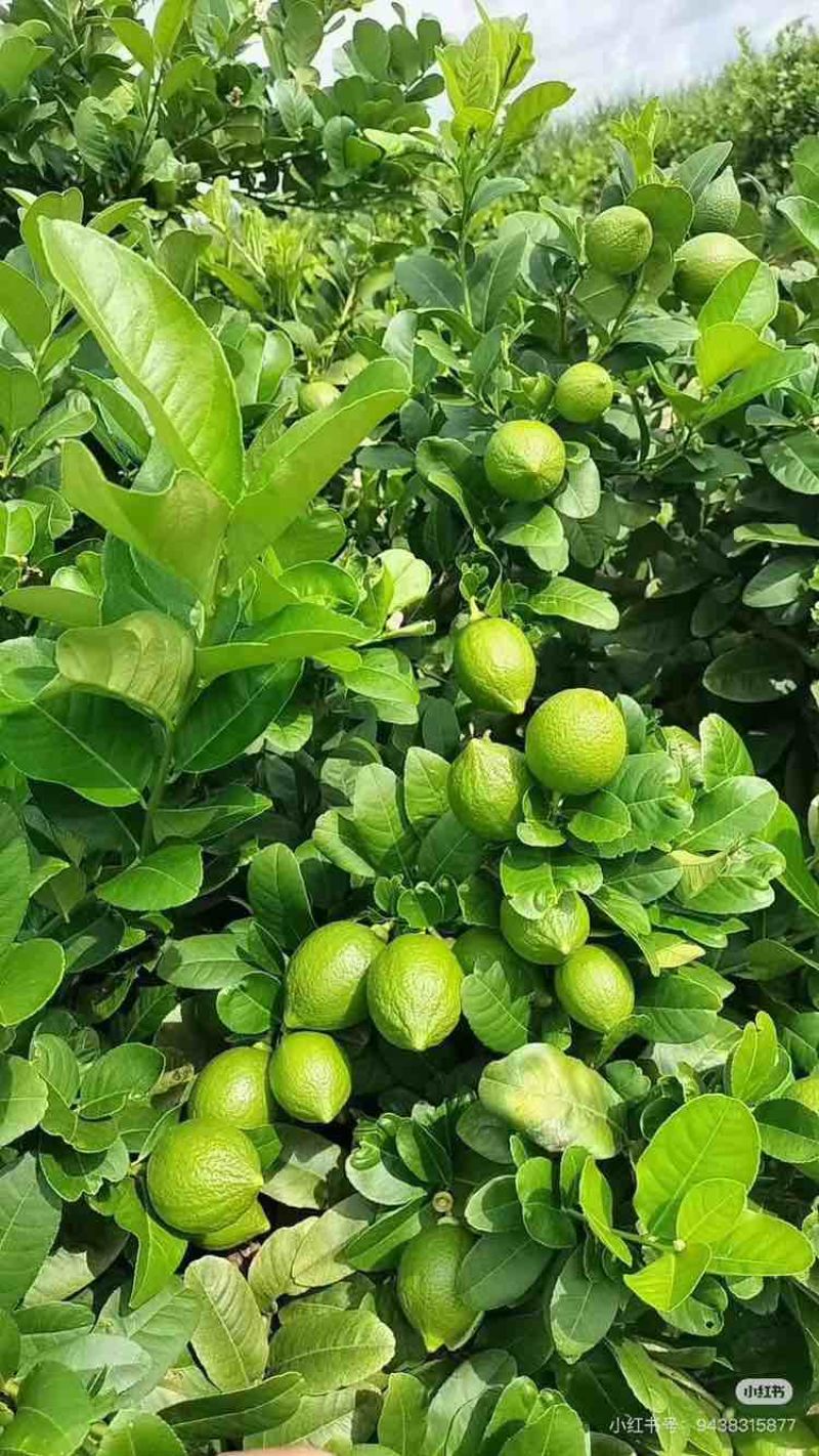 广东香水柠檬