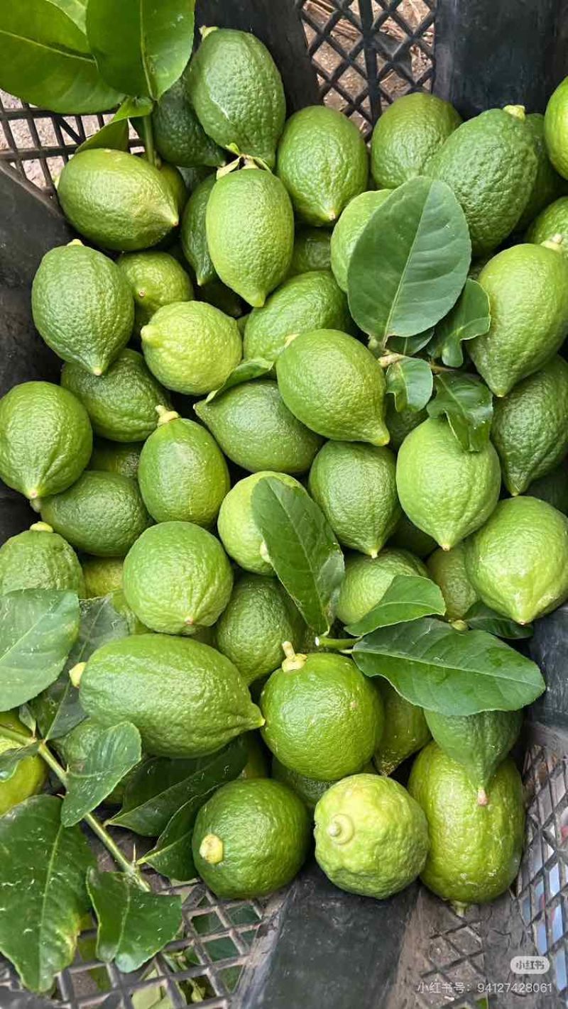 广东香水柠檬
