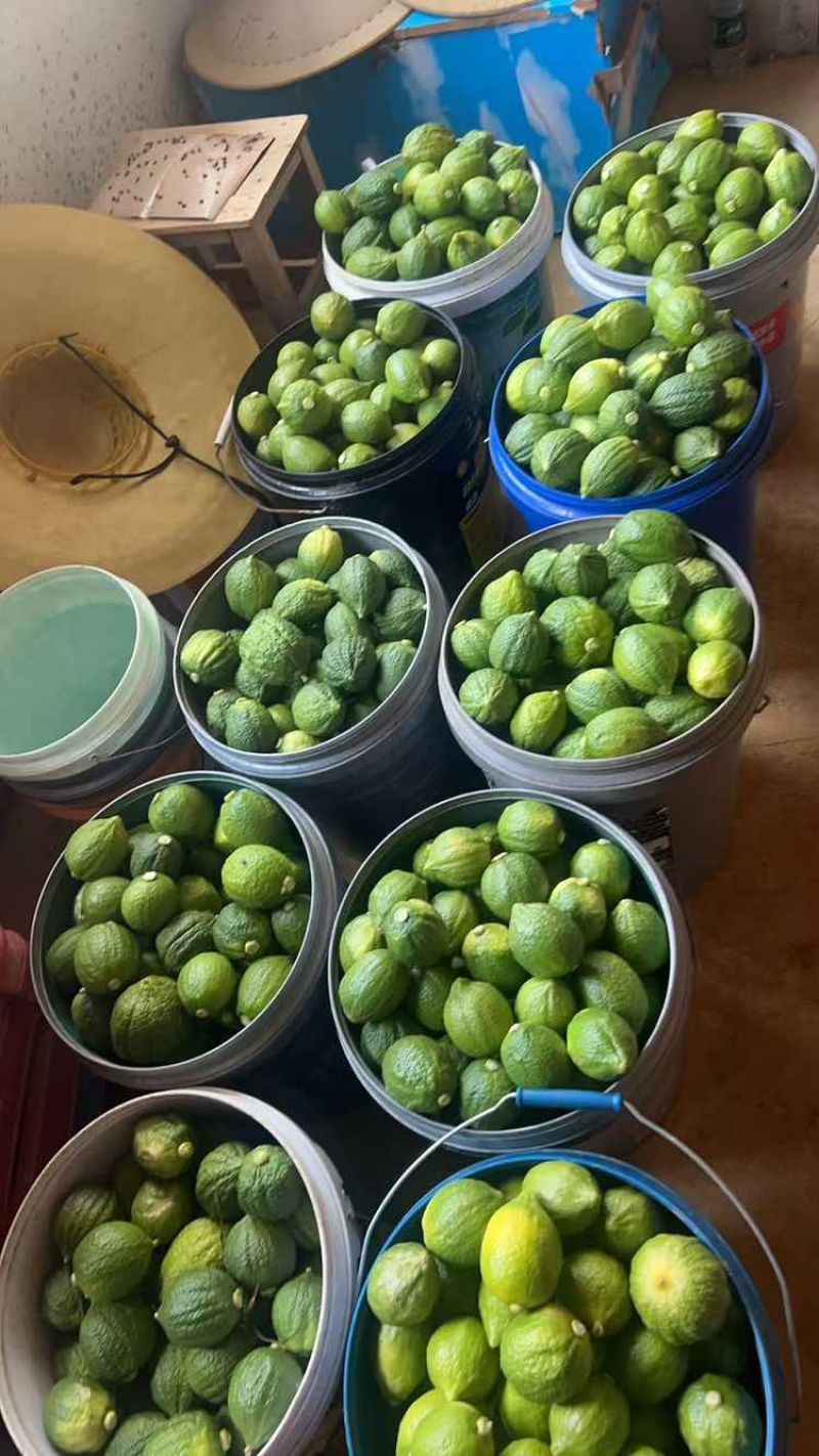 广东香水柠檬
