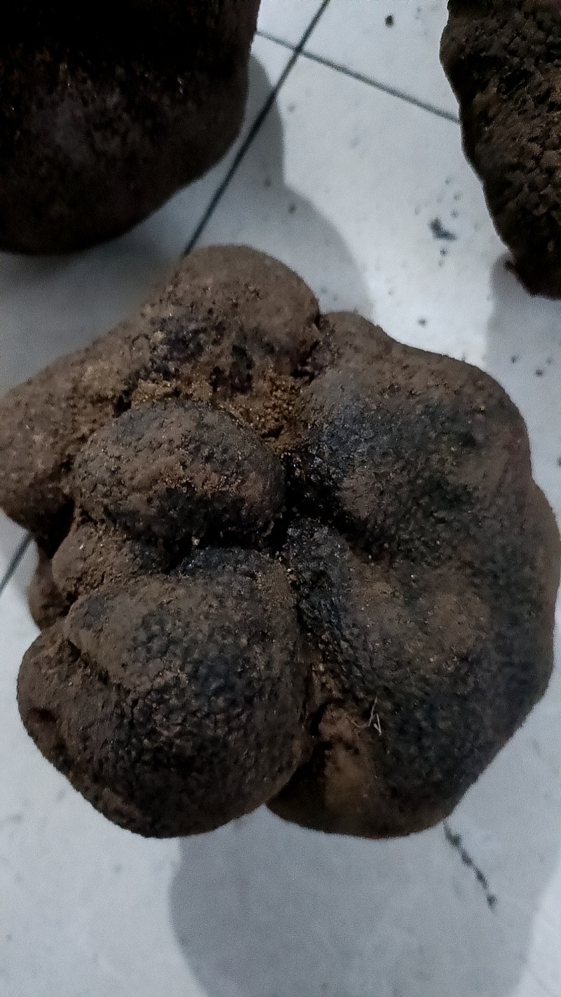 黑松露