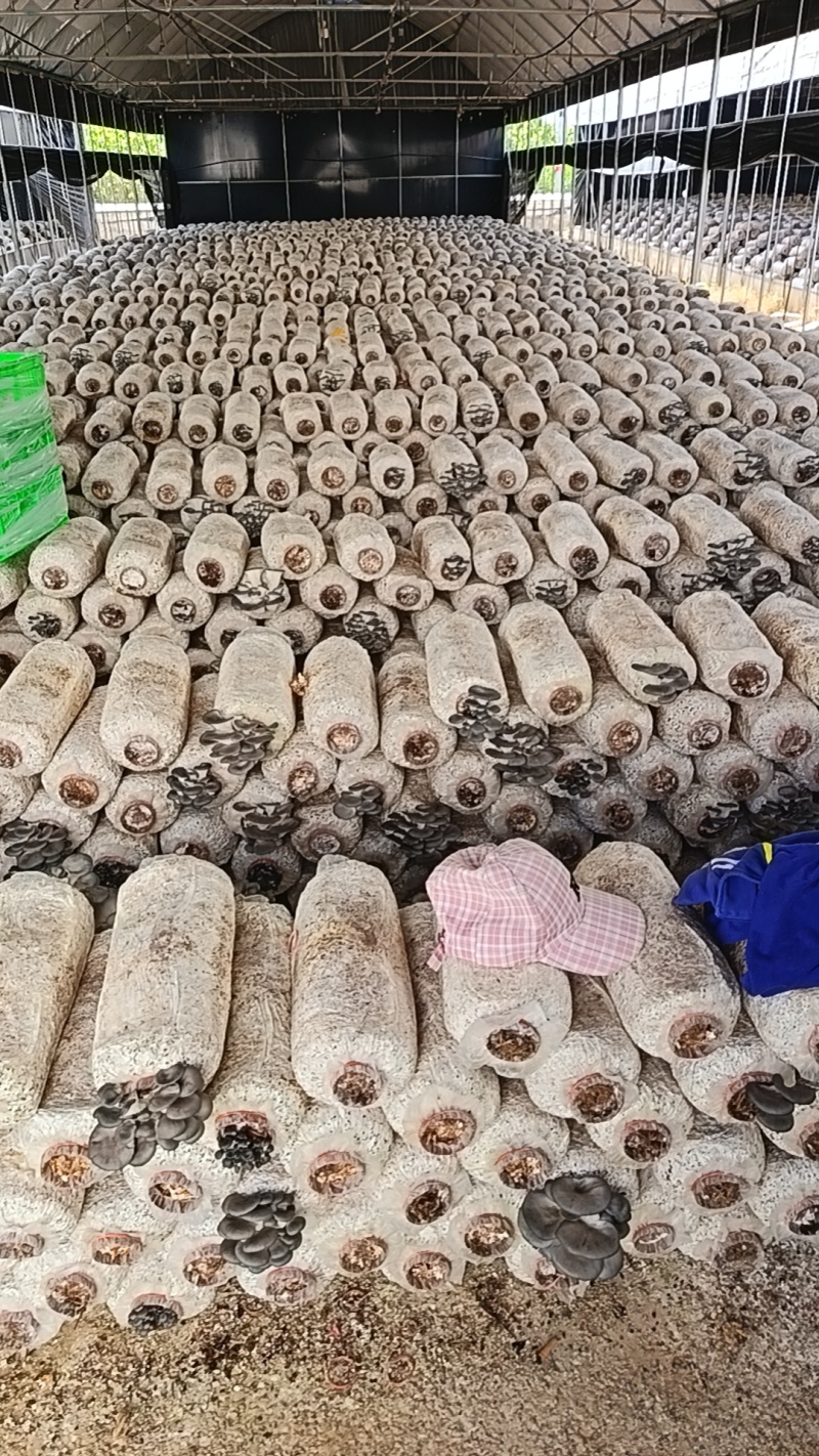 鲜平菇精品货基地直发