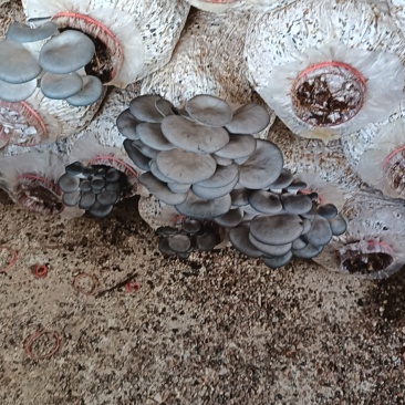 鲜平菇精品货基地直发