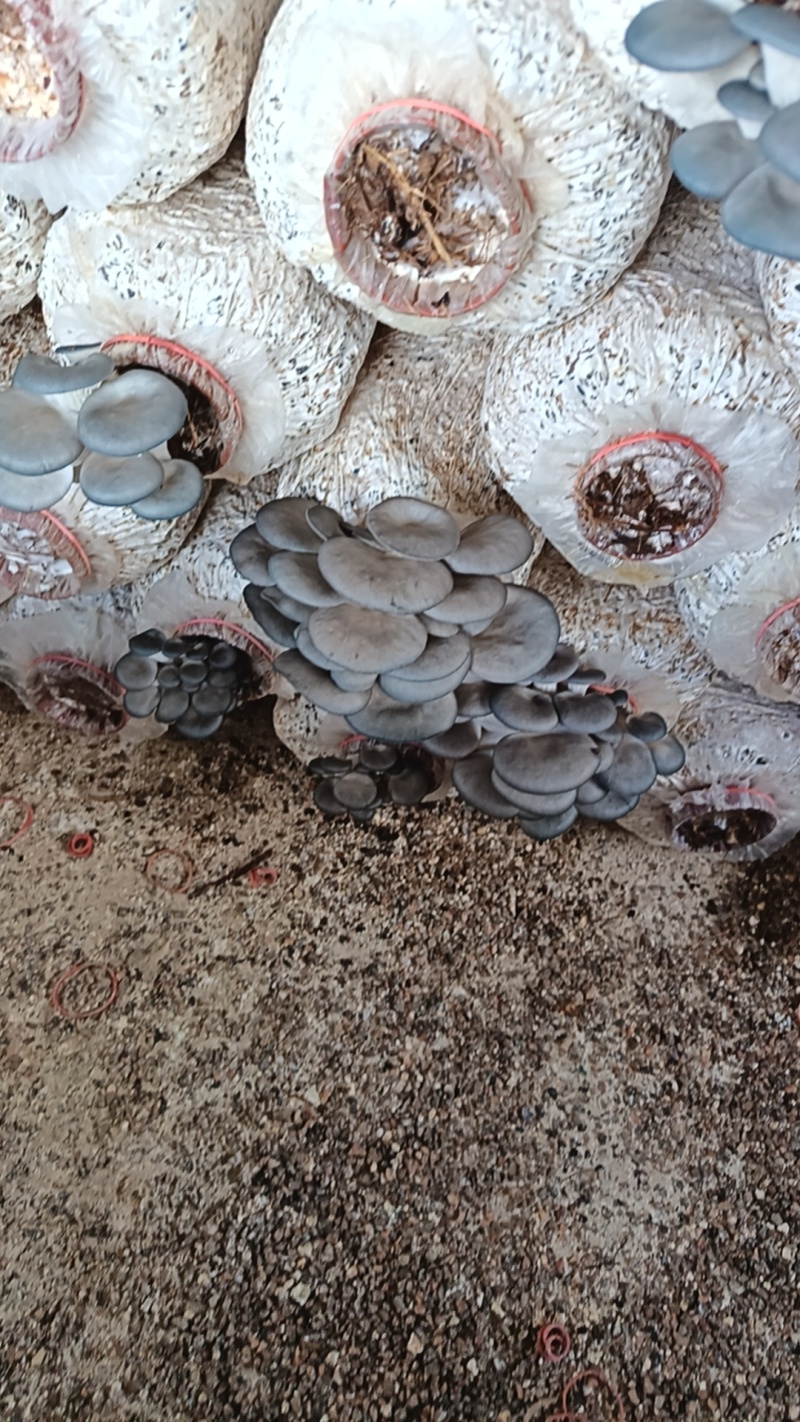 鲜平菇精品货基地直发