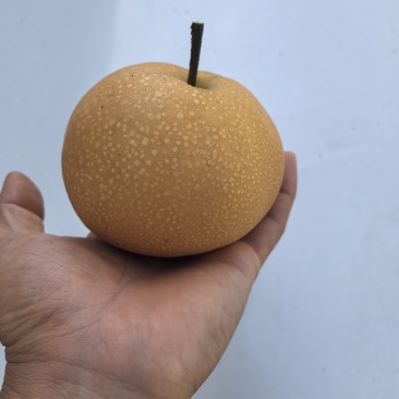 莱西秋月梨