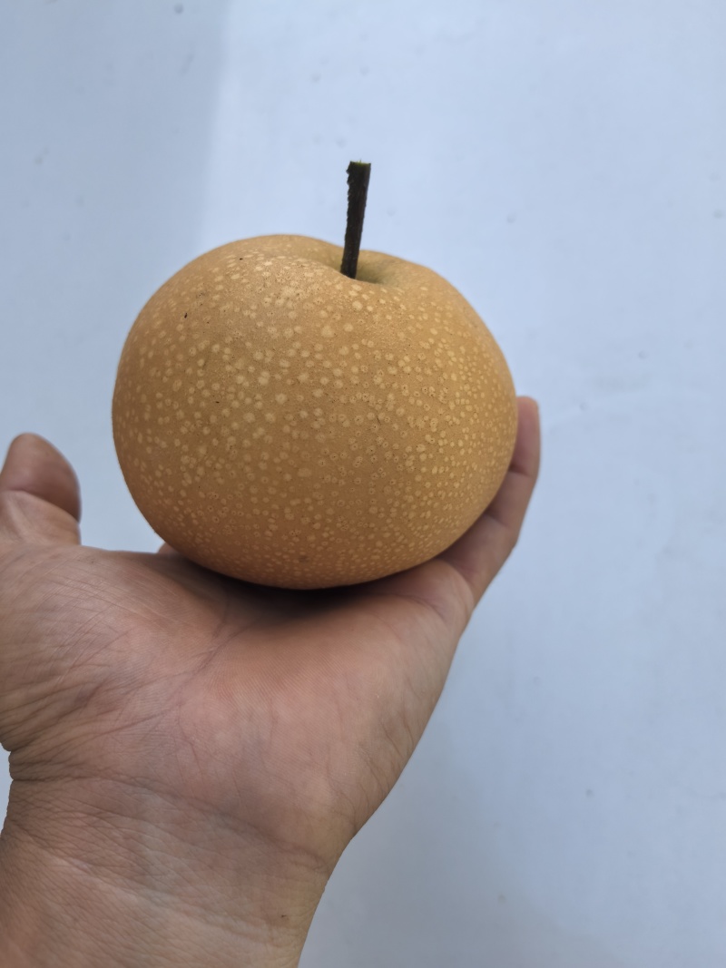 莱西秋月梨
