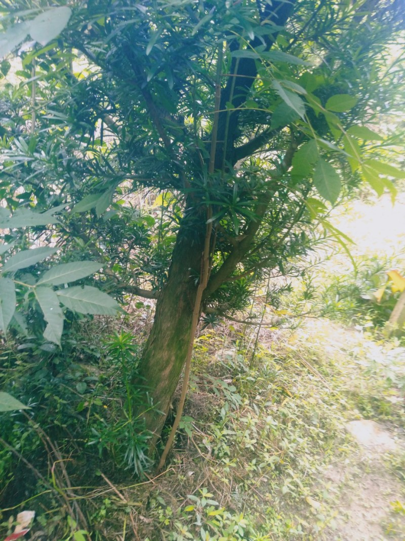 风景树罗汉松