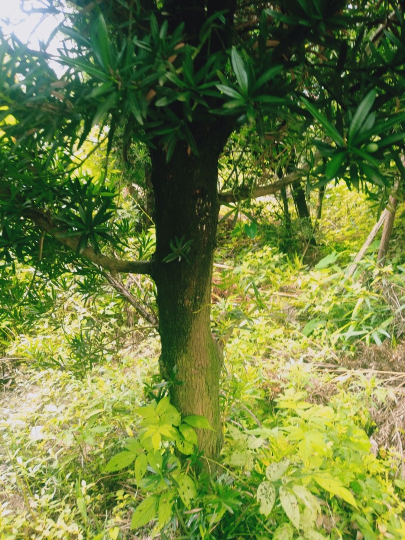 风景树罗汉松