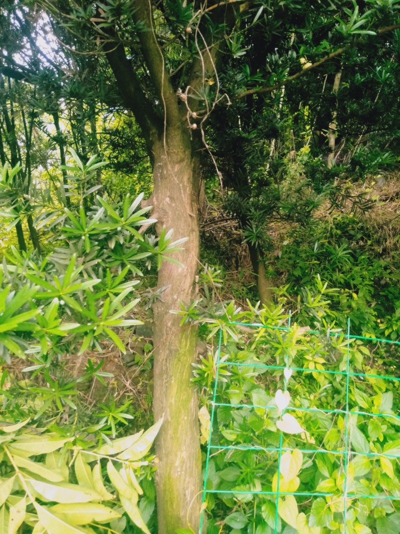 风景树罗汉松