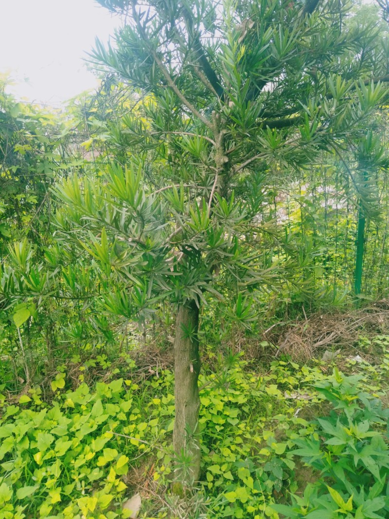 风景树罗汉松
