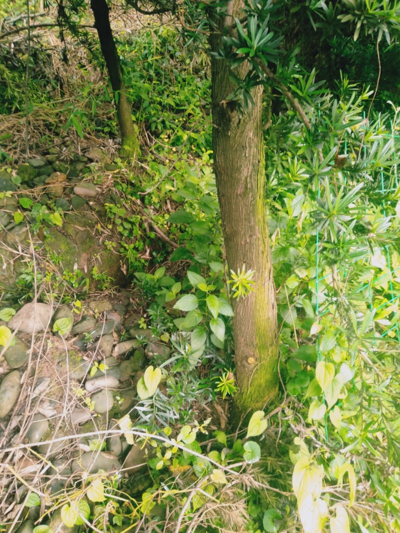 风景树罗汉松