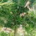 风景树罗汉松