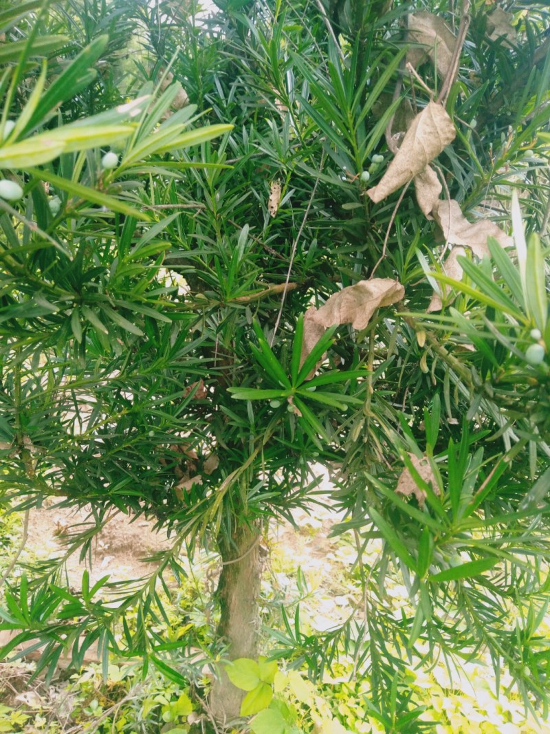 风景树罗汉松