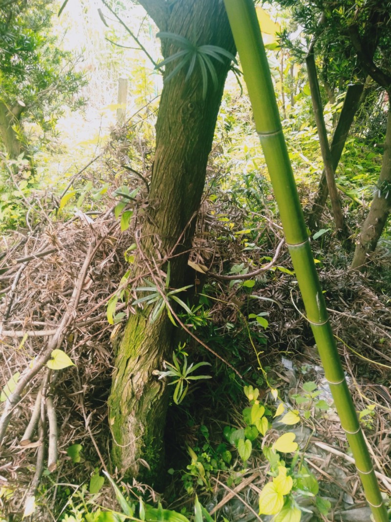 风景树罗汉松