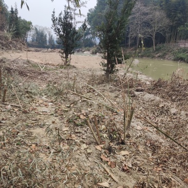风景树罗汉松