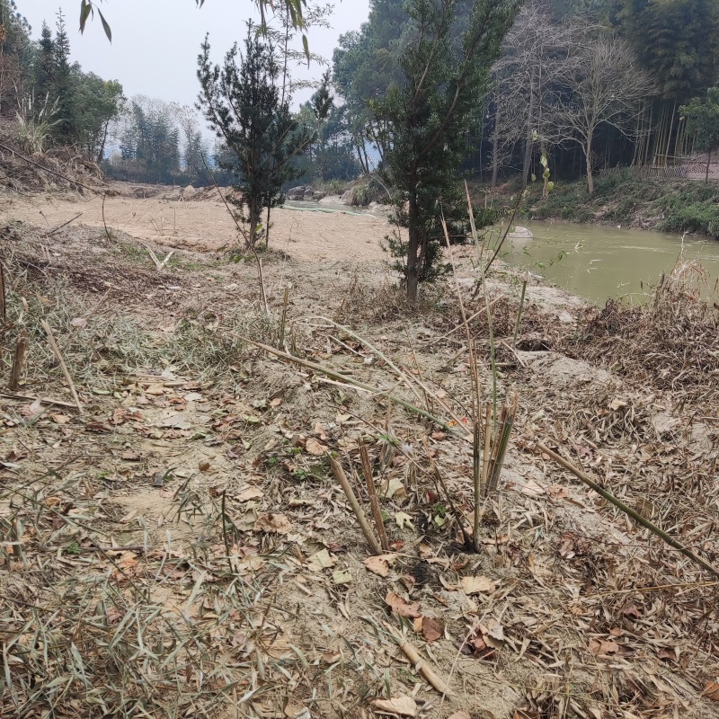 风景树罗汉松