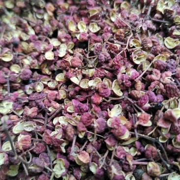 甘肃省平凉市的花椒