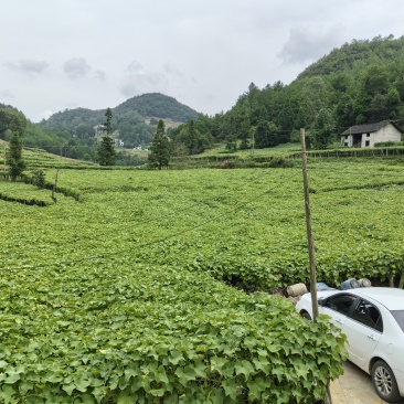 佛手瓜