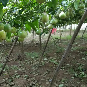 黄金百香果