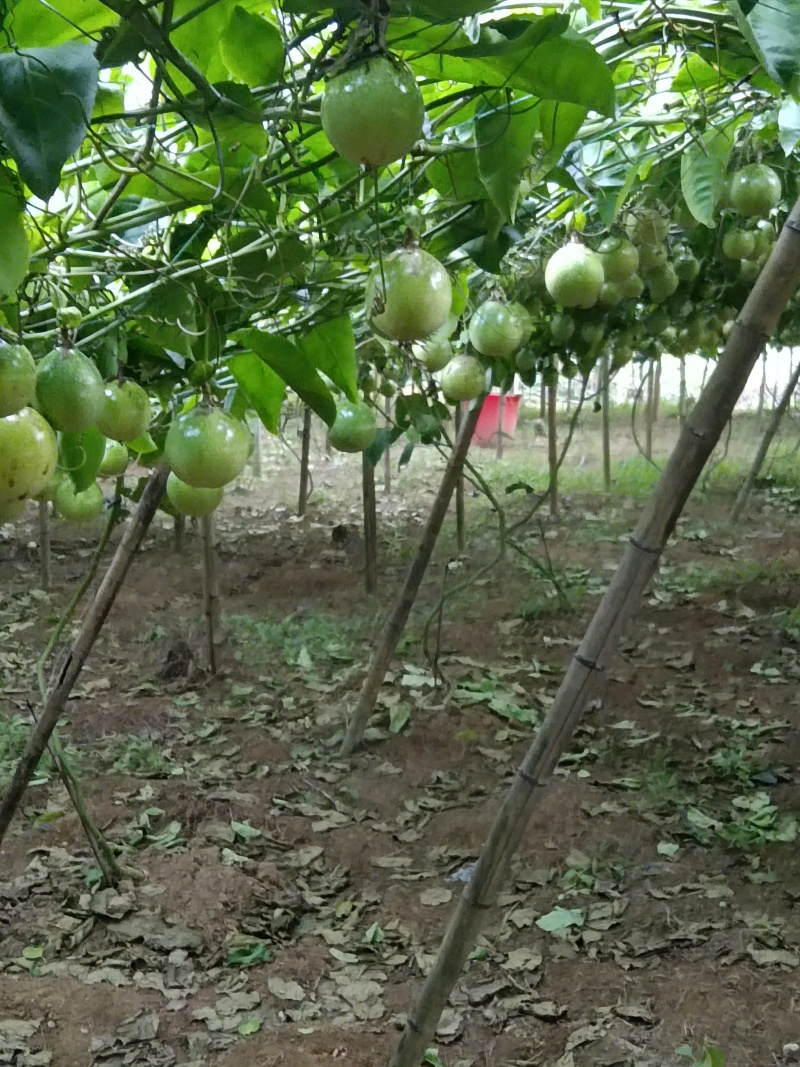 黄金百香果