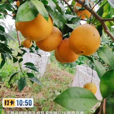江西省赣南脐橙于都核心果园直供
