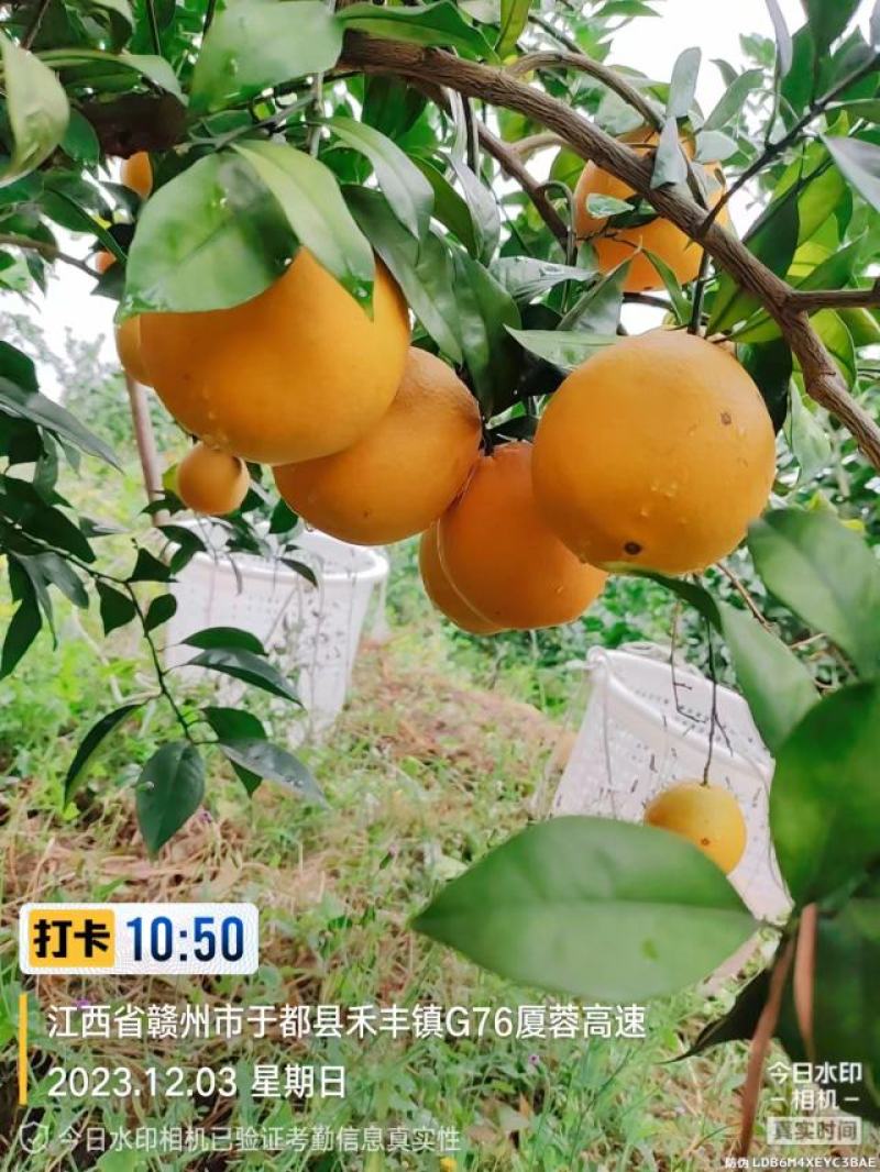 江西省赣南脐橙于都核心果园直供