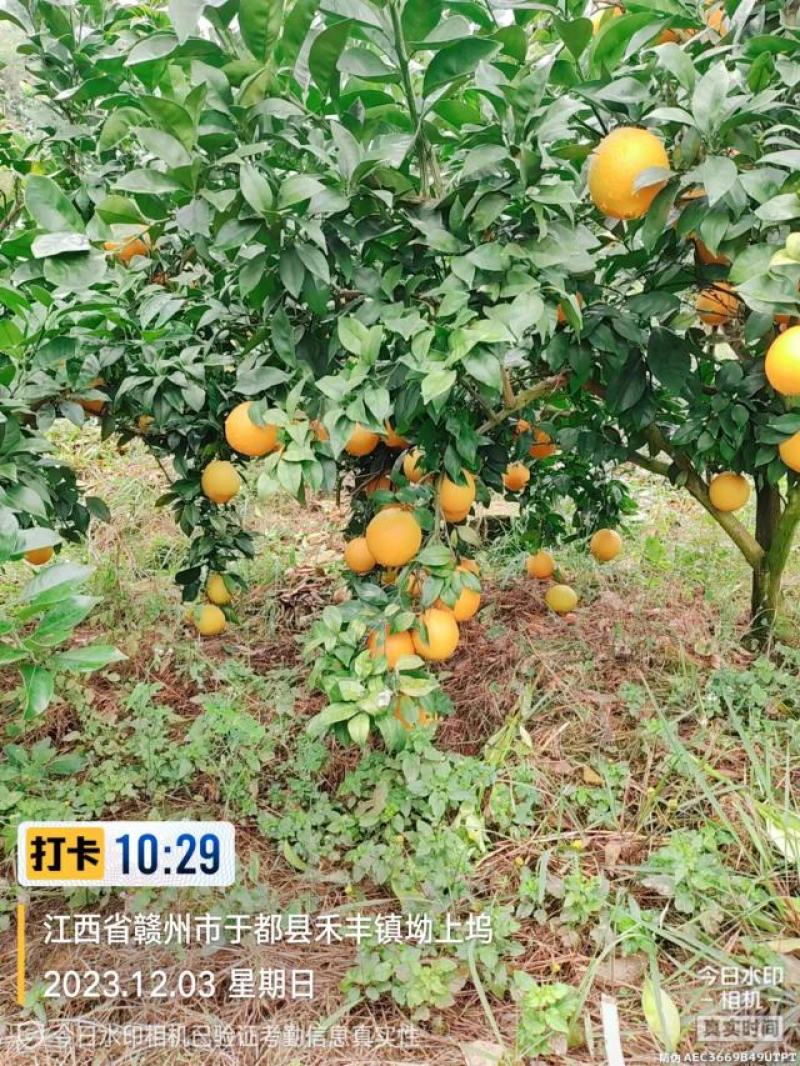 江西省赣南脐橙于都核心果园直供