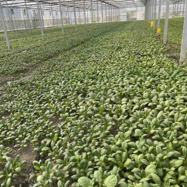 精品上海青🥬