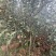 苹果苗，红露苹果苗，瑞雪苹果苗，红露苹果苗红富士苹果苗2公分