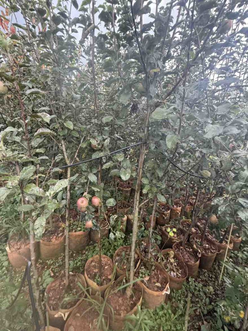 苹果苗，红露苹果苗，瑞雪苹果苗，红露苹果苗红富士苹果苗2公分