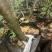 苹果苗，红露苹果苗，瑞雪苹果苗，红露苹果苗红富士苹果苗2公分