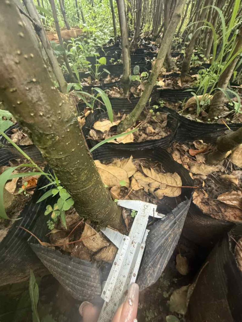 苹果苗，红露苹果苗，瑞雪苹果苗，红露苹果苗红富士苹果苗2公分